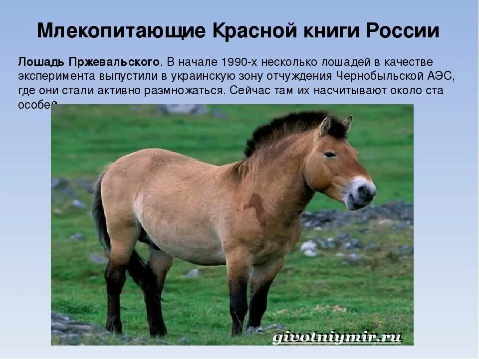 Где живет лошадь пржевальского