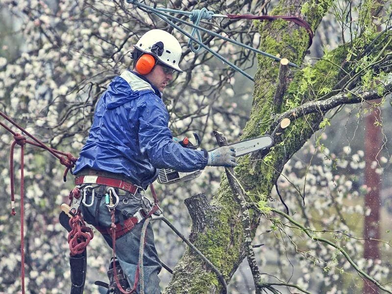 Обрезка деревьев в лесу. Спил дерева. валка деревьев. спил дерева арборист. аварийные деревья.