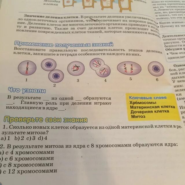 События при делении клетки