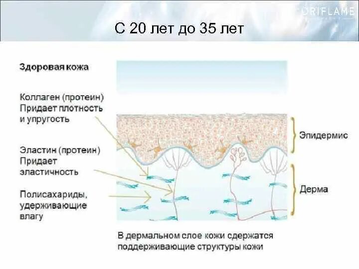 Свойства коллагена. Эластин и коллаген. Дерма коллаген и эластин. Синтез эластина в коже. Коллаген основной компонент дермы.