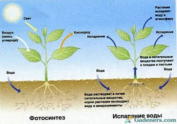 Вода поступает в корень через. Поступление воды в растение. Поступление воды в растение схема. Схема поступления воды в листья у растений. Вода поступает в растение.