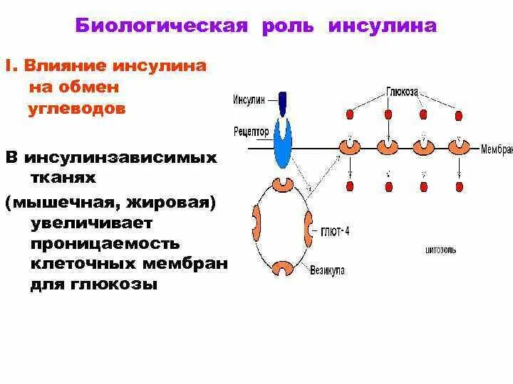 Недостаток синтеза инсулина. Действие инсулина на клетку схема. Механизм действия инсулина схема. Механизм действия инсулина на глюкозу. Клеточные механизмы действия инсулина.