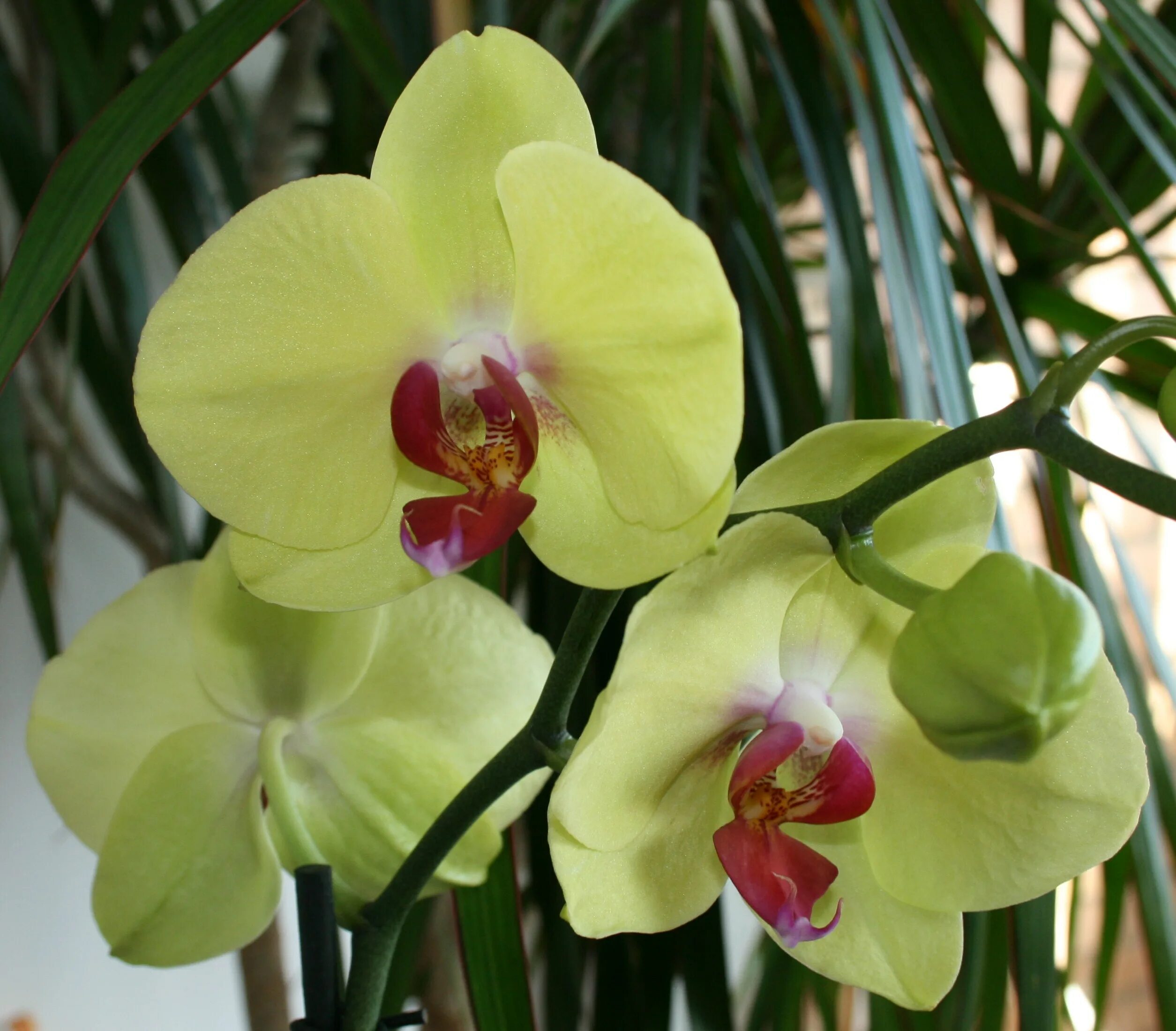 Какие сорта орхидеи. Орхидея фаленопсис Кандела. Орхидея Phalaenopsis Candela. Фаленопсис (Phalaenopsis) – Орхидея. Орхидея фаленопсис Амабилис.
