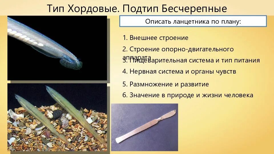 Ланцетник