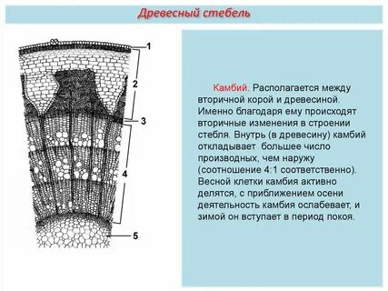 Какую функцию выполняют сердцевина стебля