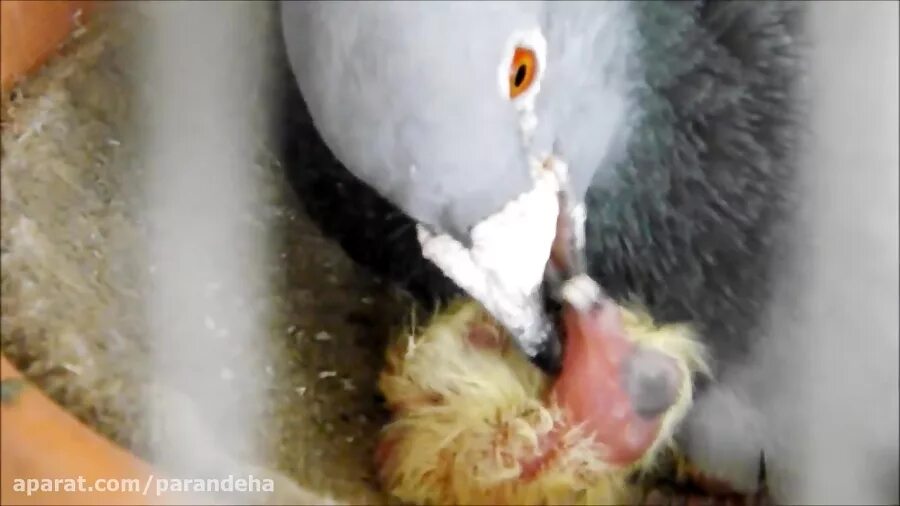 голуби выкармливают птенцов птичьим молоком. птицы кормят молоком. птицы кормят молоком. степной голубь. птенец фламинго.