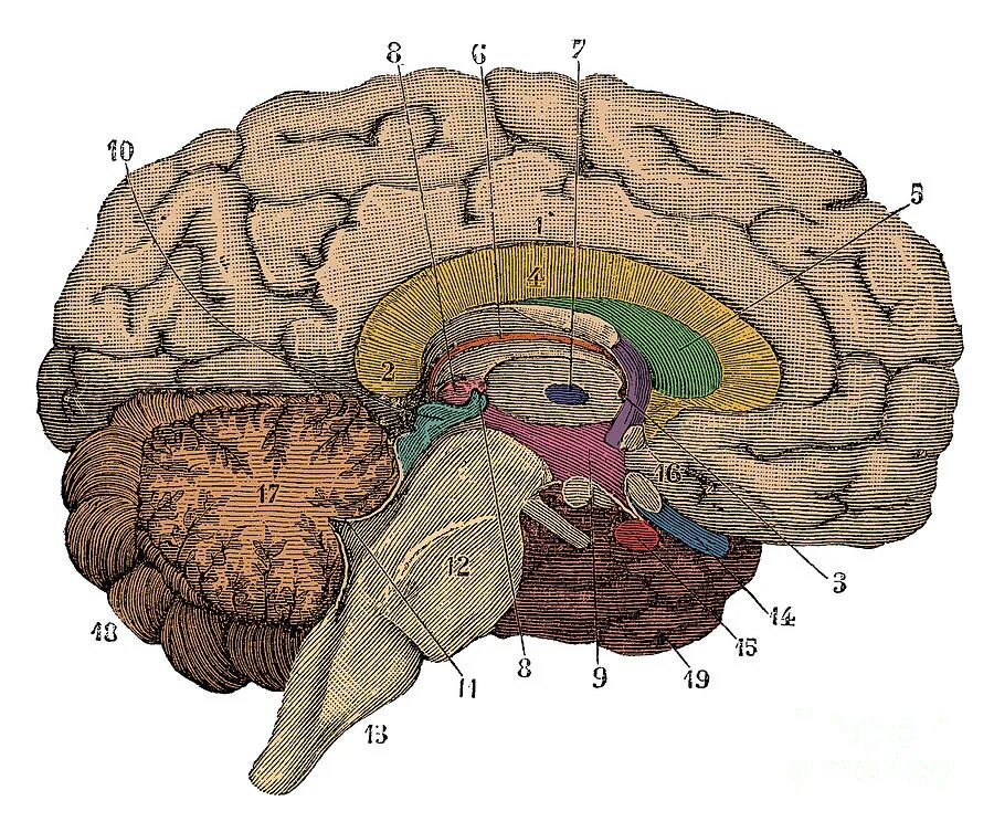 Corpus callosum, Medulla Oblongata. Матрикс головного мозга. Герминативный Матрикс.