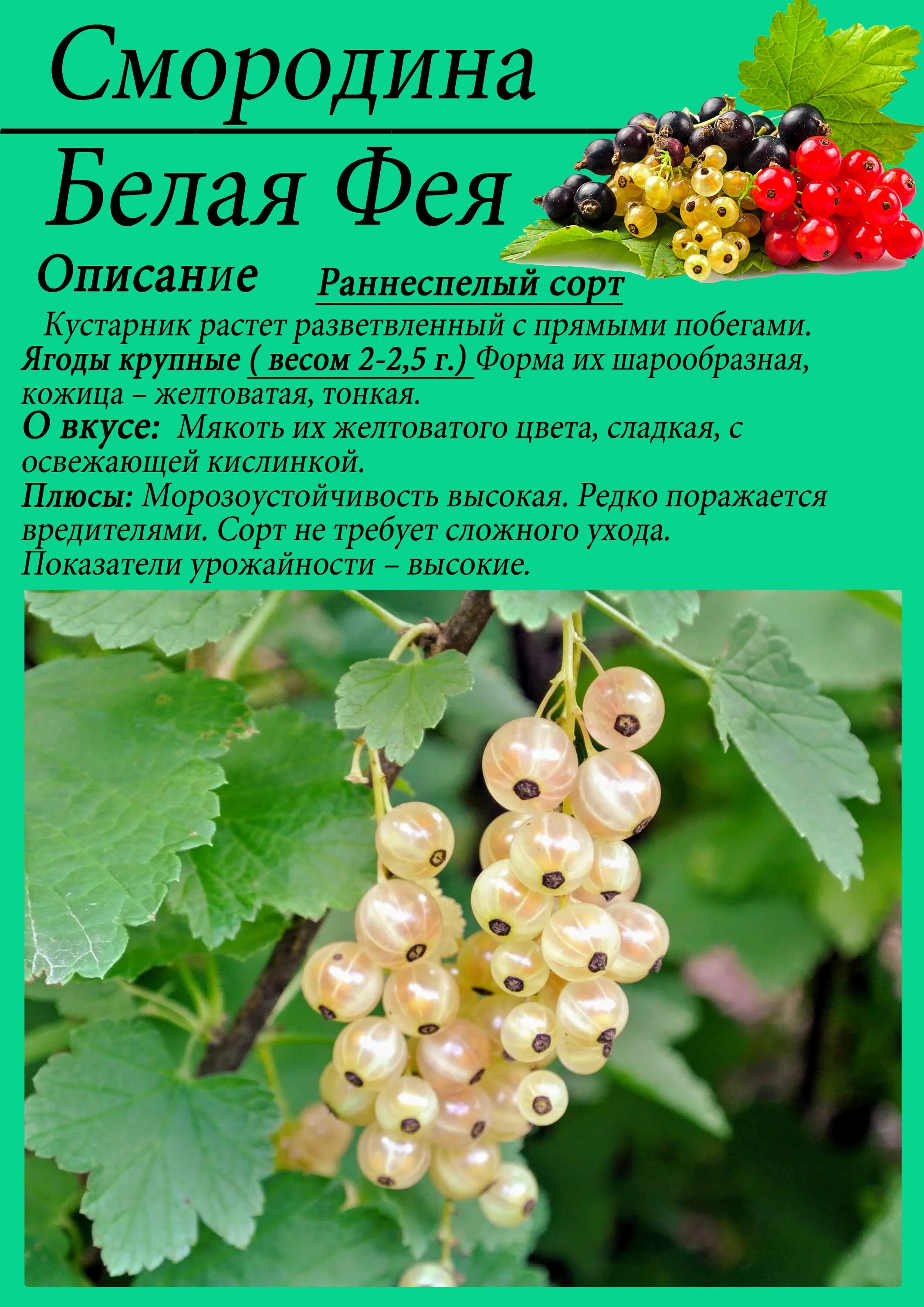 Описание сортов белой смородины. Смородина белая Версальская описание сорта. Смородина белая Фея описание сорта. Смородина белая Версальская белая. Смородина сорт Версальская белая.