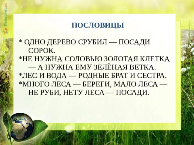 Срубили деревья пословица. Поговорки про деревья. Пословицы про лес и деревья. Пословицы о лесе. Пословицы и поговорки о лесе.