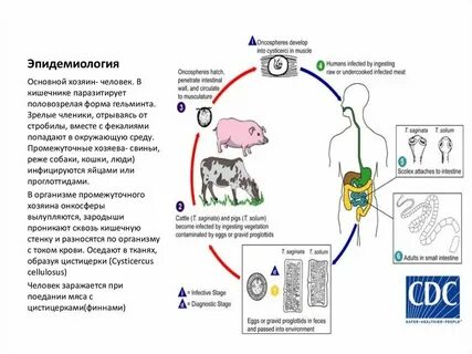 Кто является промежуточным хозяином