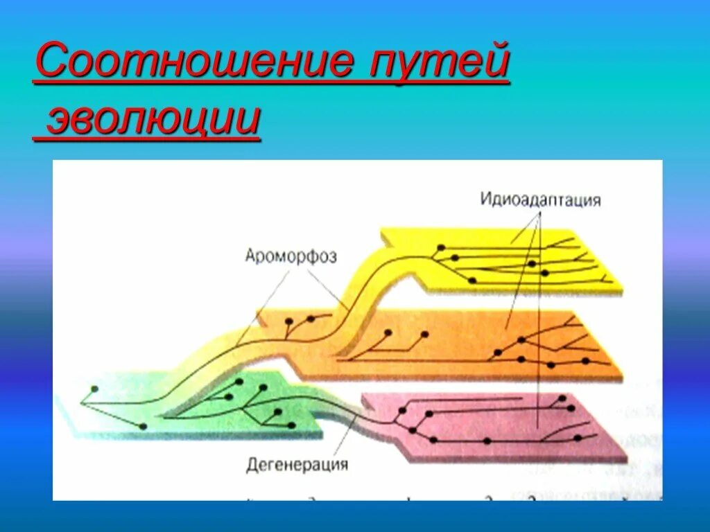 Направления эволюции ароморфоз идиоадаптация дегенерация. Эволюция ароморфоз идиоадаптация дегенерация. Ароморфоз идиоадаптация дегенерация. Соотношение путей эволюции. Главные направления эволюции ароморфоз