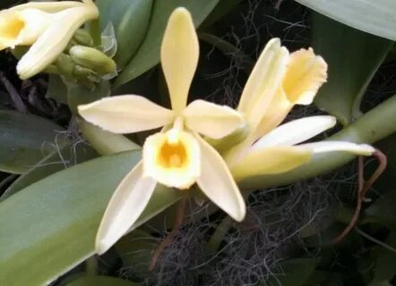 Vanilla plants