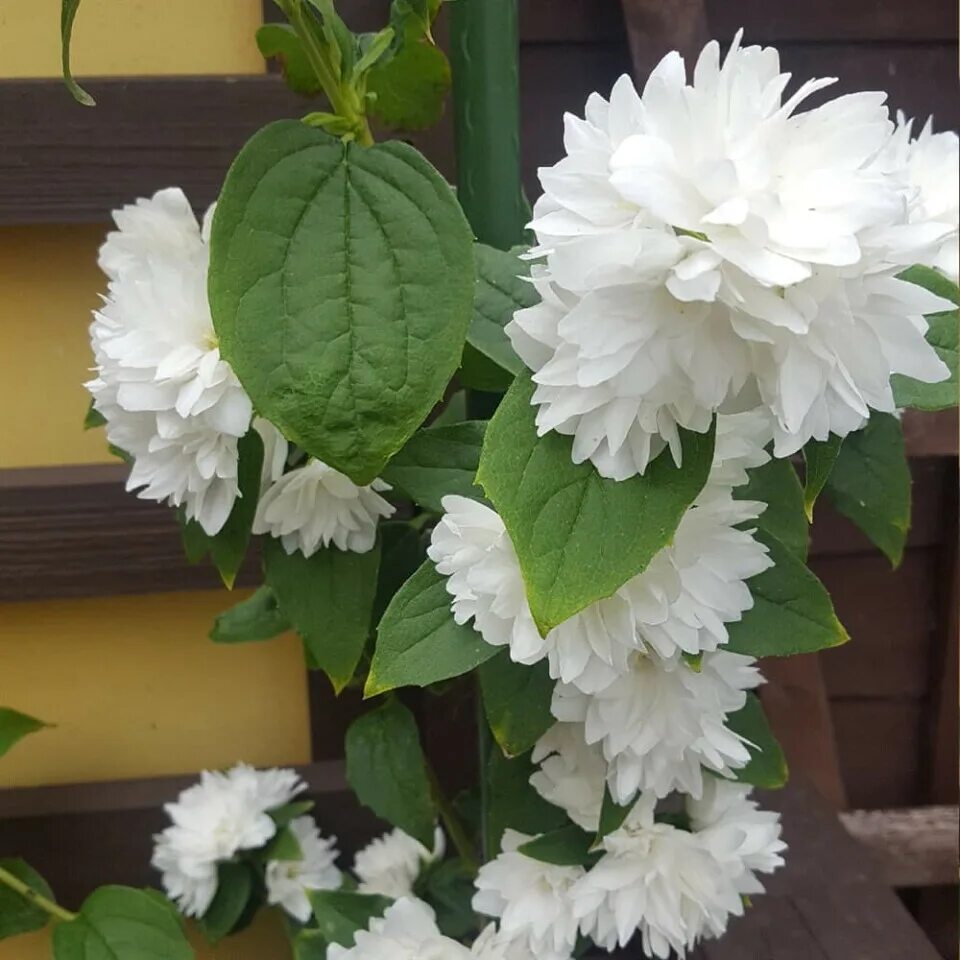 Чубушник фрости. Чубушник махровый фрости морн. Чубушник фрости морн. Чубушник deutzia. Чубушник фрости морн.