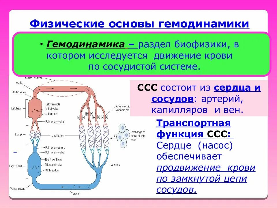 Гемодинамика биофизика сердца сосудов крови. Физические основы гемодинамики. Физиологические основы гемодинамики. Основные принципы гемодинамики.