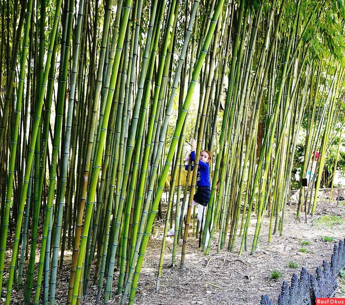 дендрарий сочи бамбуковая роща. бамбук рощи сочи дендропарк. сочинский дендрарий бамбуковая роща. бамбуковая роща сочи. сочинский дендрарий бамбуковая роща.
