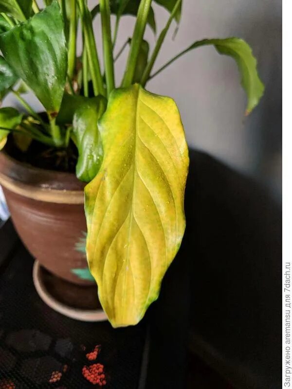 Спатифиллум желтеют листья. Спатифиллум пожелтение листвы. Спатифиллум пожелтение листвы. Спатифиллум хлороз листьев. Лист спатифиллума.