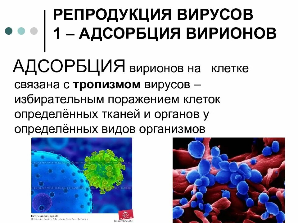 Адсорбция вируса. Адсорбция вириона. Адсорбция вириона на клетке. Этапы репродукции вирусов.