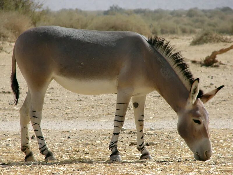 Equus asinus. Equus africanus. Equus lambei. Equus semiplicatus. Дикий осел в центральной азии