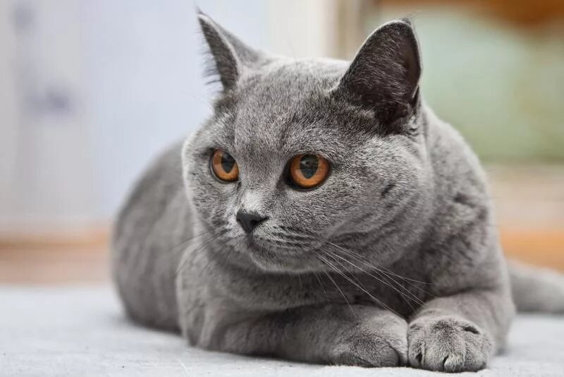 Британка за 7 дней. Британка за 7 дней. Британская кошка короткошерстная серая. Британка за 7 дней. Британская короткошёрстная кошка.