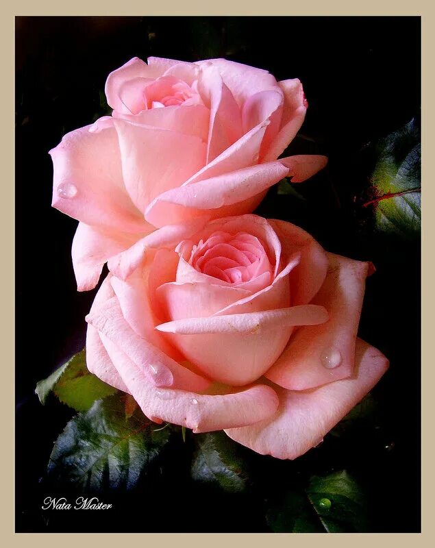 перед воротами эдема две розы пышно. гумилев 2 розы. две розы гумилев. две розы. старинные открытки с розами.