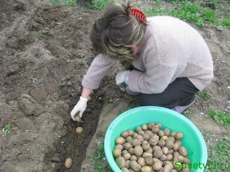 Картофель. Золотистая парша картофеля. Тынь тынь тынь жарим картошку. Картофель в мешках. Сев картофеля.