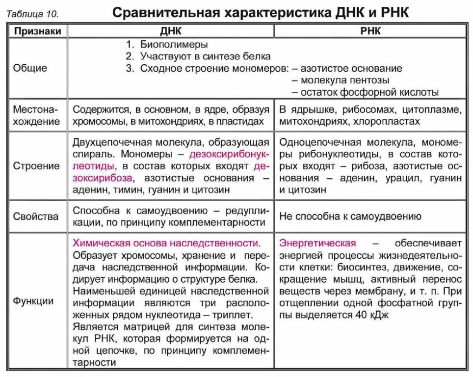 Строение ДНК И РНК таблица. Таблица нуклеиновые кислоты ДНК И РНК. Строение и функции нуклеиновых кислот ДНК И РНК 10 класс таблица. Сравнение строения ДНК И РНК таблица.