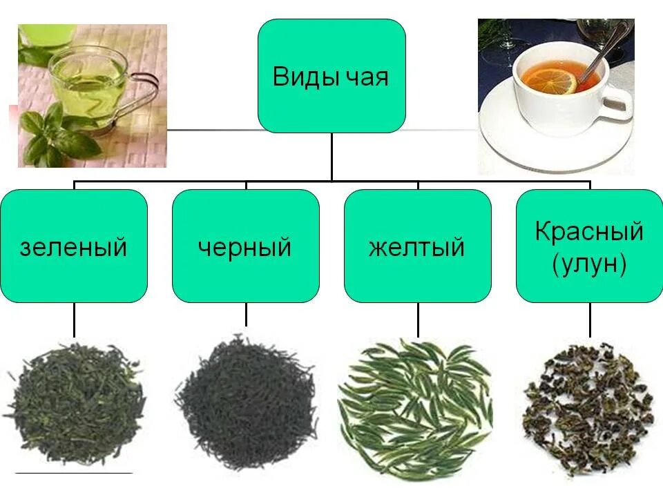 Ассортимент чая. Разновидности чая. Сорта чая. Классификация зеленого чая.