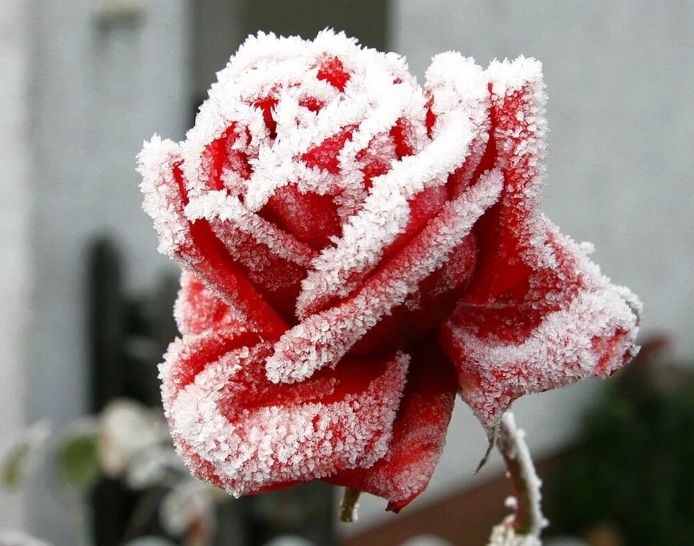 Красные цветы зимние розы. Зимняя роза. Розы на снегу. Цветы в инее. Розы на морозе.
