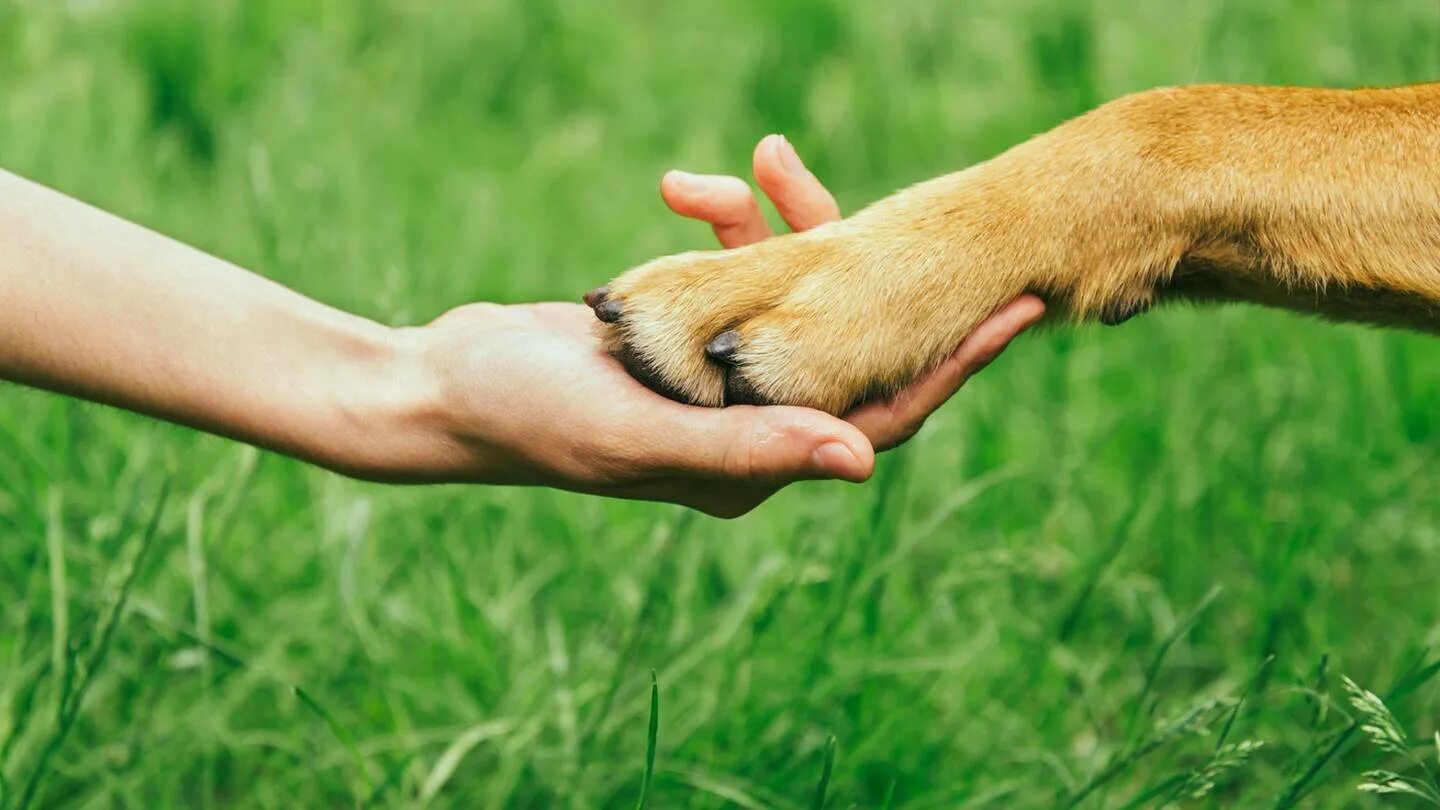 Pets find out. Лапа собаки. Гуманное отношеник животным. Человек с собакой на руках. Собачья лапа и рука человека.