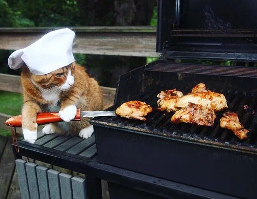 Cat cook. Кот шашлык. Кот жарит шашлык. Котик с шашлыком.