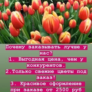 Тюльпаны в окее