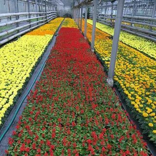 Декоративные цветочные культуры