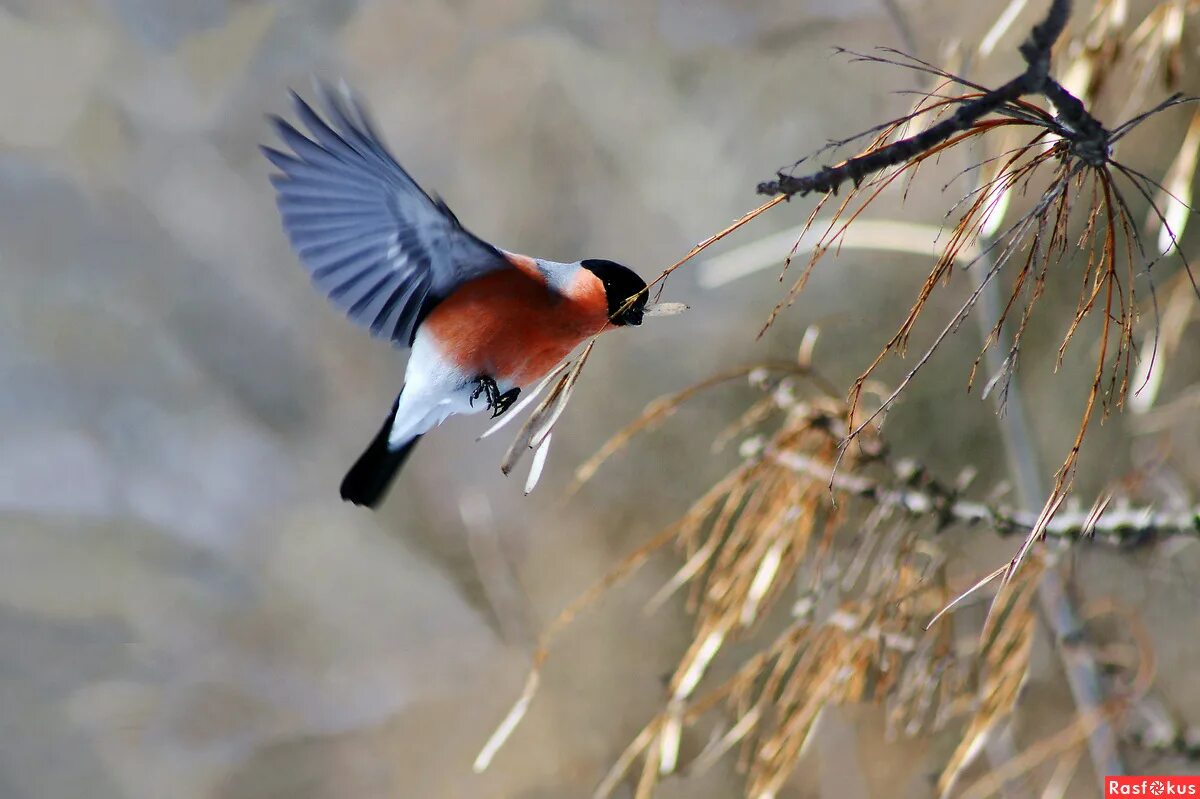 зимние птицы в полете. летящие птицы зимой. стая куропаток. зимние птицы в полете. летящие птицы зимой.