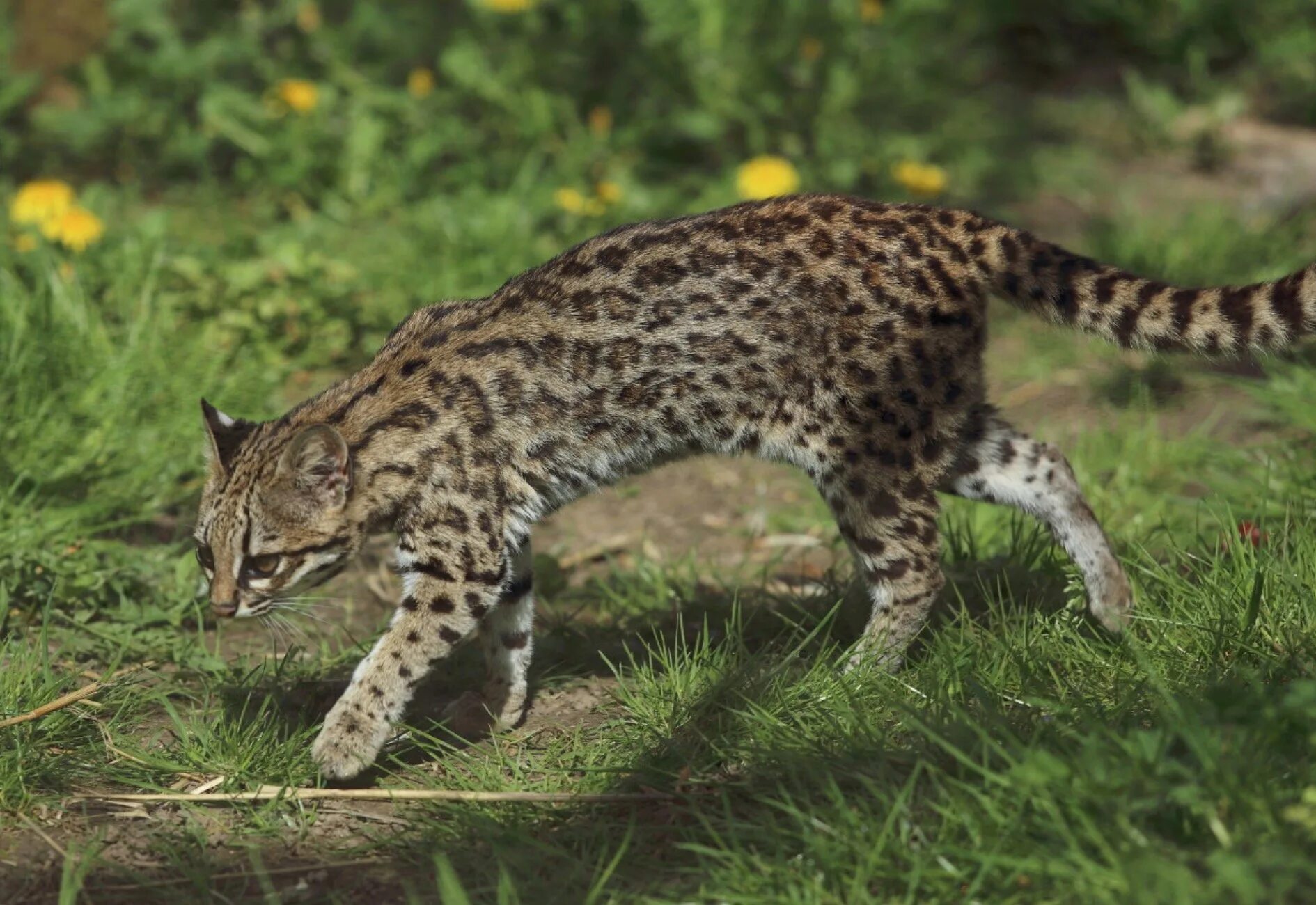 Порода собак далматин. Далматинец щенок. Дымчатый леопард (neofelis nebulosa),. Пятнистый. Бенгальская кошка (prionailurus bengalensis).