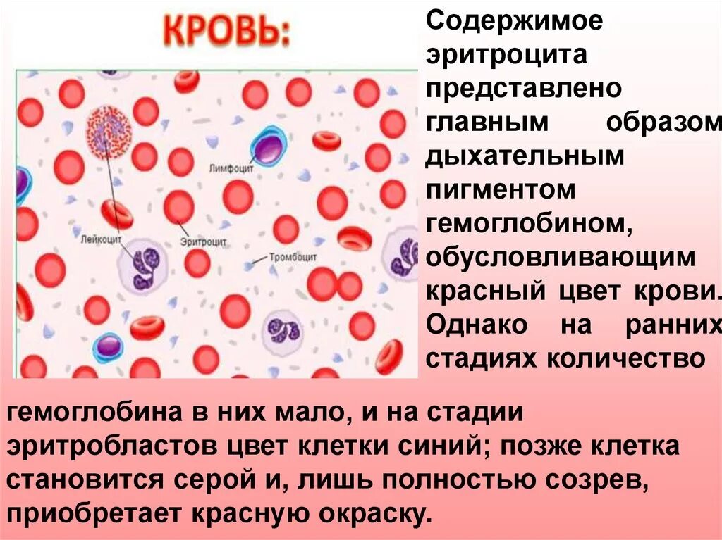 Группа крови клетки. Кровь биология. Молодые клетки крови. Кровь биология 8 класс. Недифференцированные клетки крови.