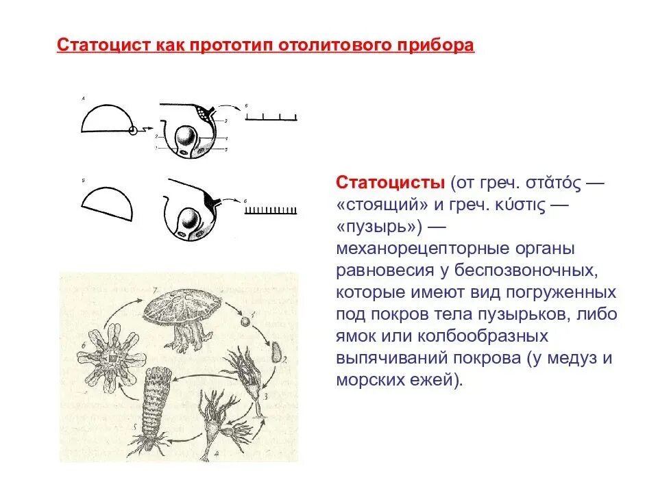 Статоцисты это. Органы равновесия статоцисты. Орган равновесия у медуз. Статоцисты у медуз. Органы равновесия беспозвоночных.