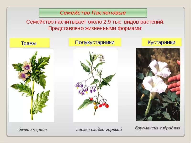 Двудольные кустарники. Жизненные формы пасленовых растений. Систематика пасленовых растений. Семейство Пасленовые жизненные формы.