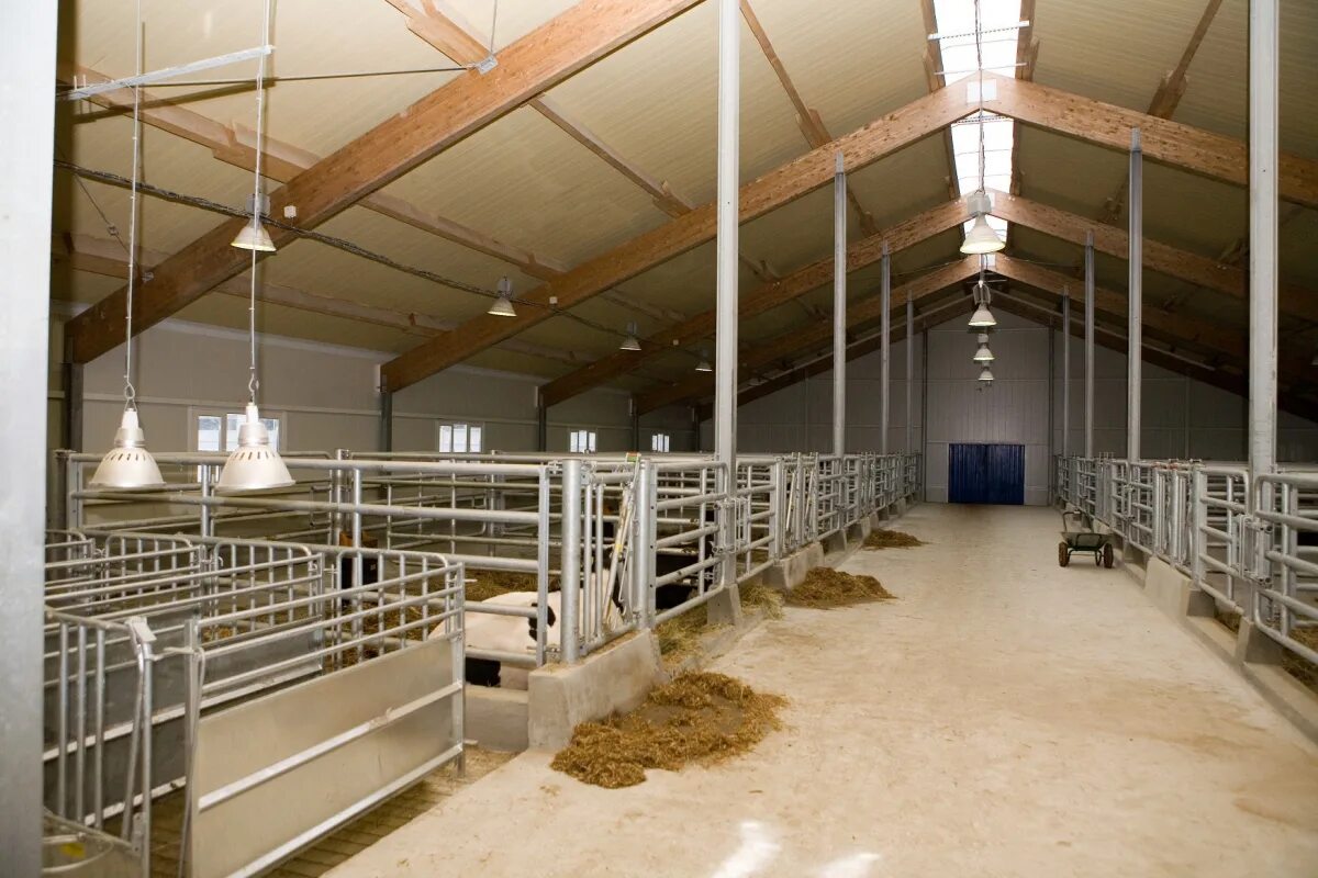 Фермы крс телятник. Ферма крупного рогатого скота. Боксы денники крс. Коровник на 30 коров. Помещения крс.