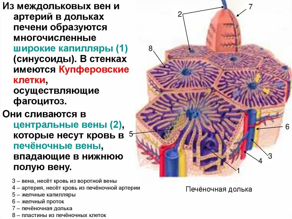 Триада печени гистология. Схема строения дольки печени поперечный срез. Печеночная долька анатомия. Долька печени с Триадой гистология.