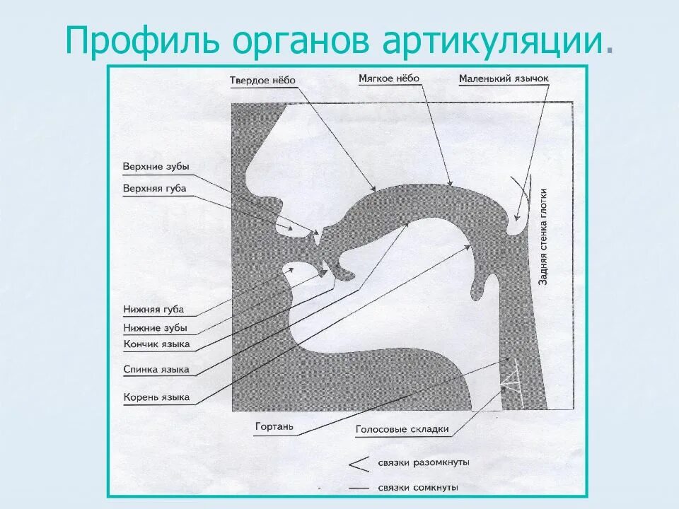 Профиль артикуляции. Профиль органов артикуляции. Строение органов артикуляции. Профиль органов артикуляции рисунок. Профиль органов артикуляции схема.