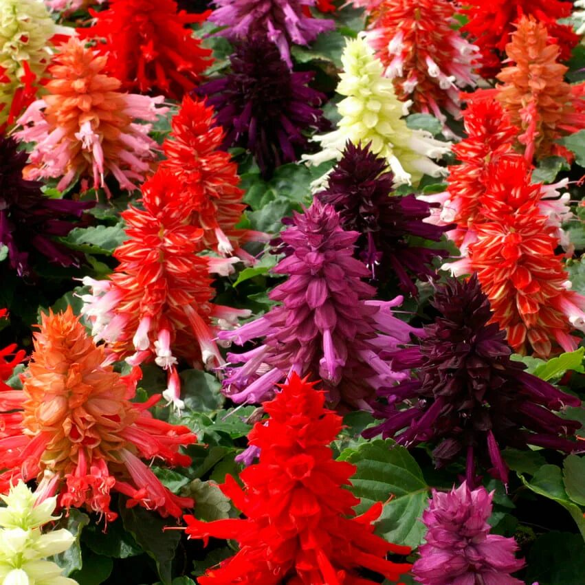 Сальвия скарлет алая. Сальвия кампай. Сальвия попурри смесь окрасок (аэлита). Сальвия сверкающая дварф микс. Семена сальвия скарлет пикколо.