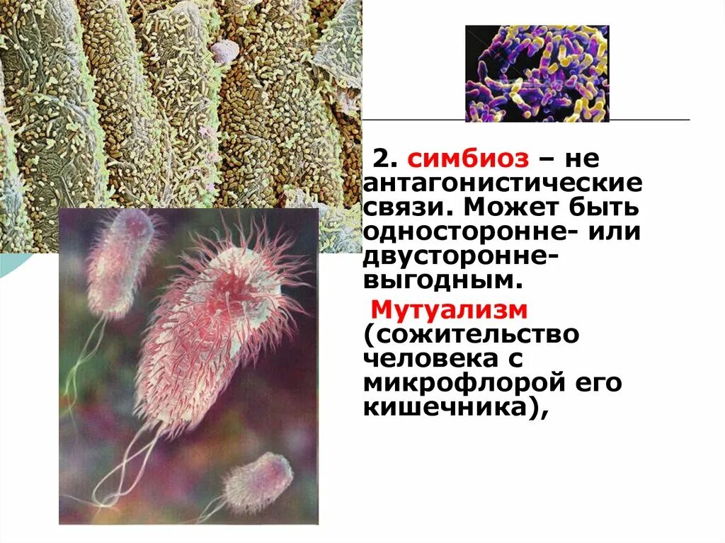 Мутуализм кишечные симбионты. Мутуализм микроорганизмов. Мутуалистические бактерии. Симбиоз мутуализм.