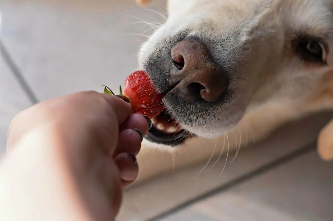 Лиловая собака. Вкусная собачка. Собака с клубникой. Аллергенные фрукты овощи для собак. Можно ли давать собаке клубнику.