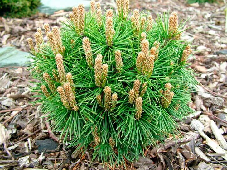 Купить семена хвойных. Сосна Горная Пумилио. Сосна Муго Пумилио. Сосна Горная Пумилио (pumilio). Pinus mugo Benjamin.