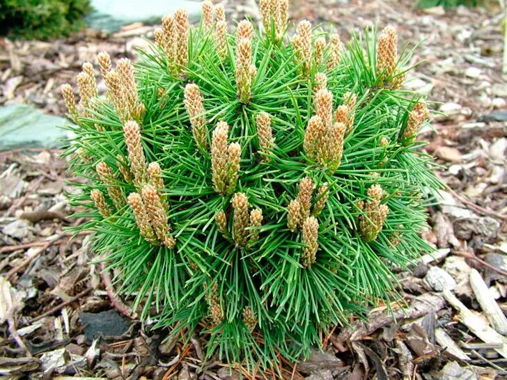 сосна горная мугус. шишка сосны pinus lambertiana. сосна горная мугус. сосна горная мугус пумилио. сосна горная шишки.