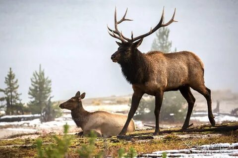 Elk demo
