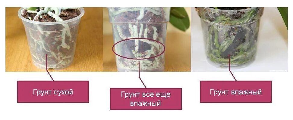 Орхидея полив сколько раз в неделю. Как поливать орхидею в домашних. Орхидея в горшке корни. Корни орхидеи после полива. Фаленопсис корни полив.