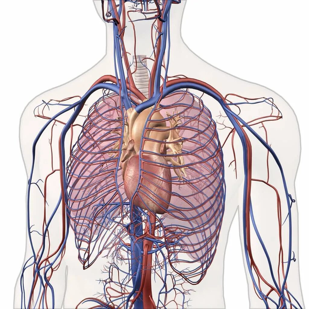 Сердце и легкие анатомия. Анатомия легких и сердца человека. Анатомия сердца и лёгких человека. Артерии легких. Легкие артерии и вены