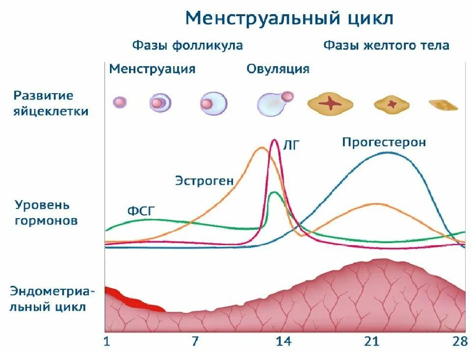 Фазы менструационного цикла схема. Гормональный цикл женщины фазы. Фазы менструационного цикла фолликулярная лютеиновая. Фазы менструационного цикла и гормоны норма. Как вызвать цикл месячных