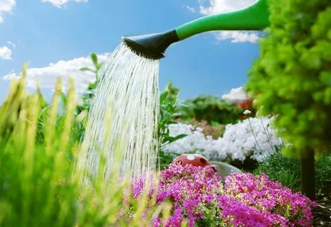 Какую воду для цветов